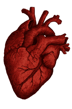 A heart